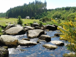 wringworthy-dartmoor-walking