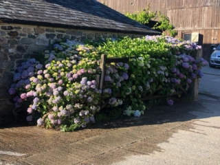 Wringworthy-hydrangeas