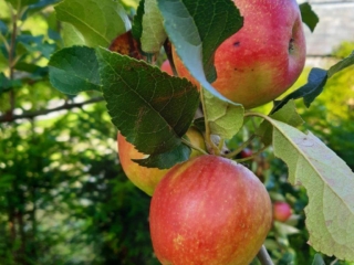 apples