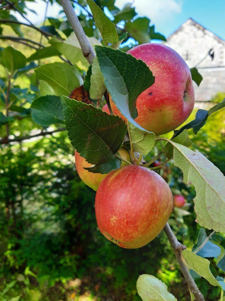 apples