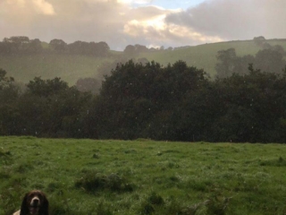 self-catering-dartmoor-dog-friendly