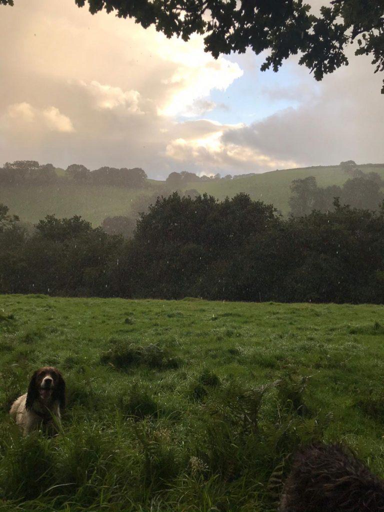self-catering-dartmoor-dog-friendly